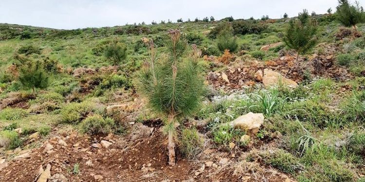 Ege’nin turizm cenneti Bozcaada ‘yeşil ada’ oluyor