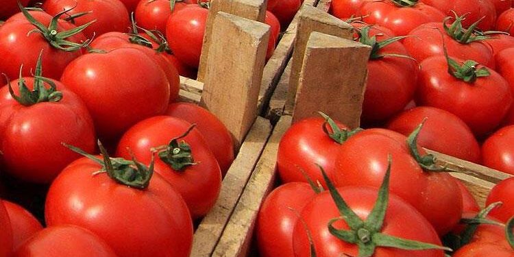 Domates ihracatından 603 milyon dolarlık gelir
