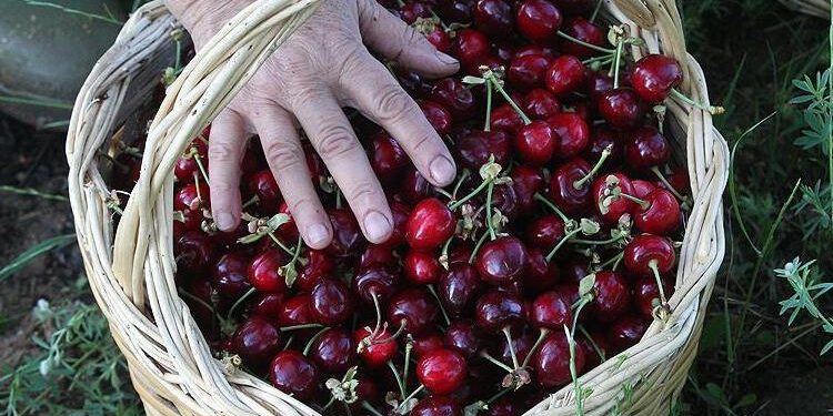 İnegöl’de yetişen kirazı İngiliz Kraliyet ailesi yiyor
