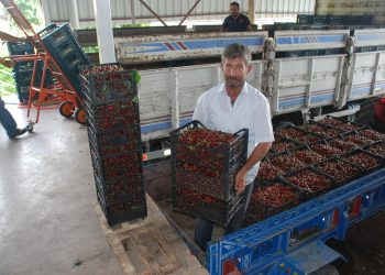 Tokat’tan çıkıyor! Avrupa ve Rusya tercih ediyor