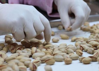 Antep fıstığında verim arttı