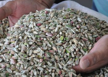Bakan Pekcan duyurdu: Antep fıstığında engel aşıldı