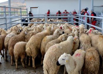 ESK, elde kalan kurbanlıkları satın alacak