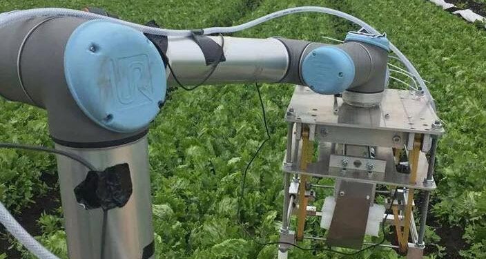 Kendi başına marul toplayabilen robot sınırları zorluyor