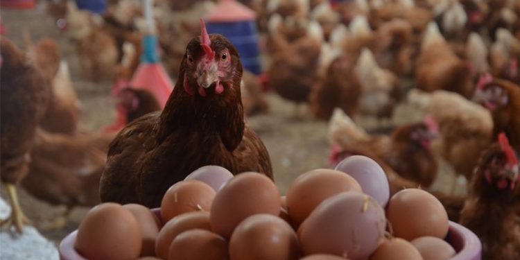 Kümes hayvancılığı üretim rakamları açıklandı
