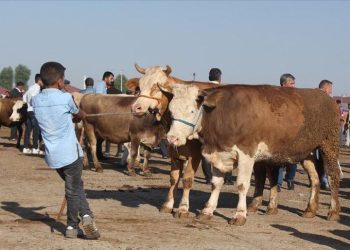 Kurban Bayramı öncesinde kurbanlık sevkiyatı hızlandı